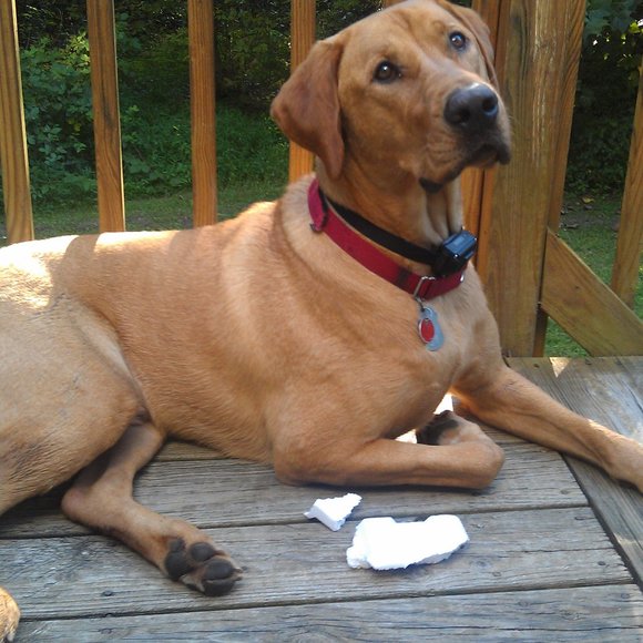 CHANEL BLACK CLOGS - Picture 6 of 6